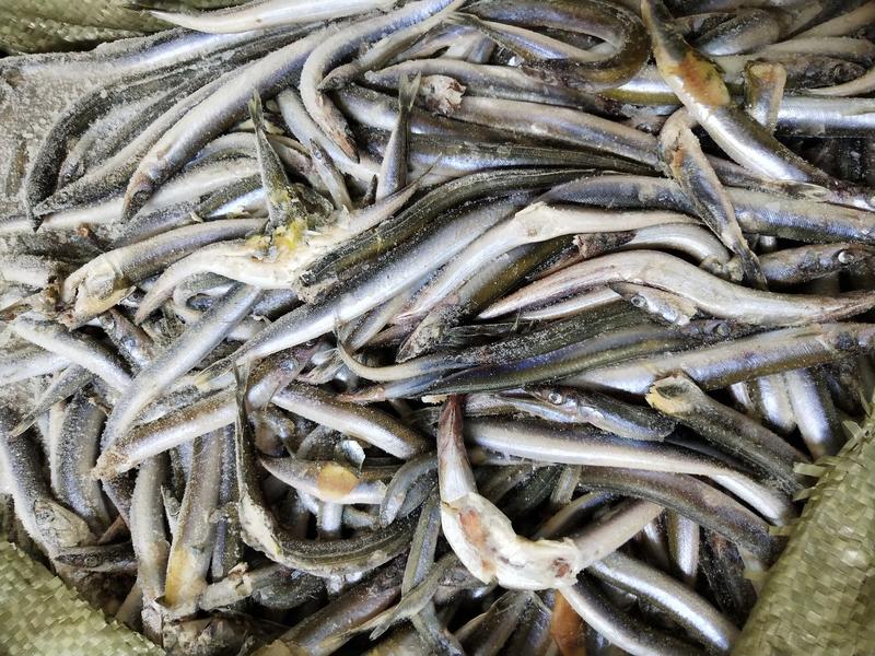 沙钻鱼海泥鳅，水产养殖饲料多宝鱼饲料，
