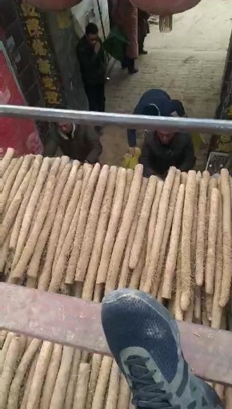 冠县白玉山药假铁棍。大通货，双棒一手货源。质量杠杠滴。