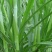 台湾甜象草种子多年生四季高产牧草种子畜牧养殖牛羊猪鱼饲料