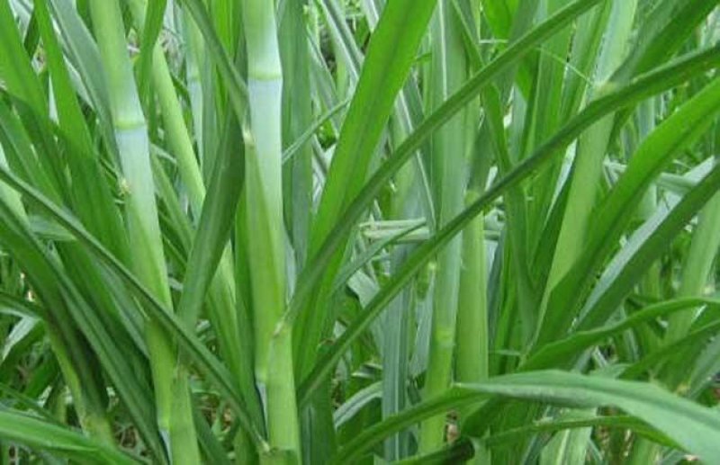 台湾甜象草种子多年生四季高产牧草种子畜牧养殖牛羊猪鱼饲料