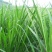 台湾甜象草种子多年生四季高产牧草种子畜牧养殖牛羊猪鱼饲料