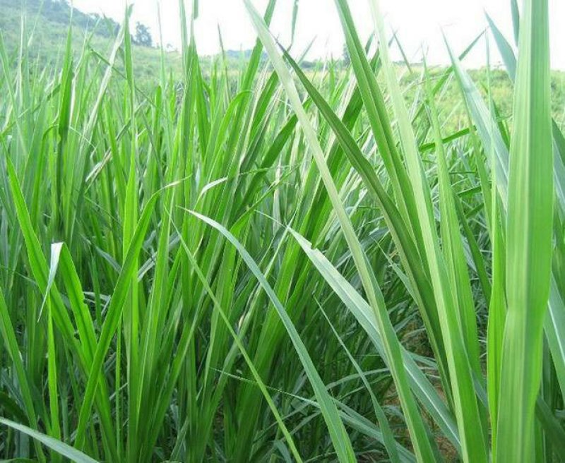 台湾甜象草种子多年生四季高产牧草种子畜牧养殖牛羊猪鱼饲料