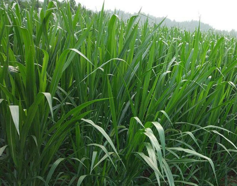 台湾甜象草种子多年生四季高产牧草种子畜牧养殖牛羊猪鱼饲料