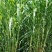 台湾甜象草种子多年生四季高产牧草种子畜牧养殖牛羊猪鱼饲料