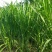 台湾甜象草种子多年生四季高产牧草种子畜牧养殖牛羊猪鱼饲料