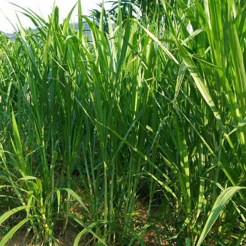 台湾甜象草种子多年生四季高产牧草种子畜牧养殖牛羊猪鱼饲料