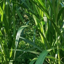 台湾甜象草种子多年生四季高产牧草种子畜牧养殖牛羊猪鱼饲料