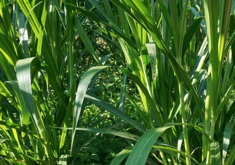 台湾甜象草种子多年生四季高产牧草种子畜牧养殖牛羊猪鱼饲料