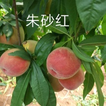 桐柏朱砂红桃苗品种纯正，苗圃直销包邮