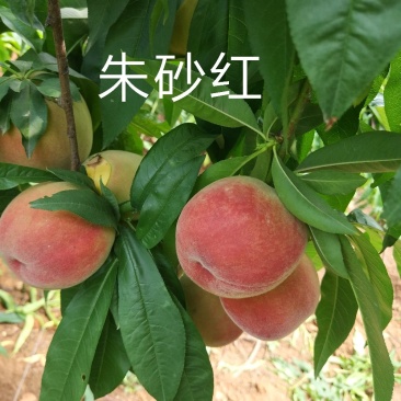 桐柏朱砂红桃苗品种纯正，苗圃直销包邮