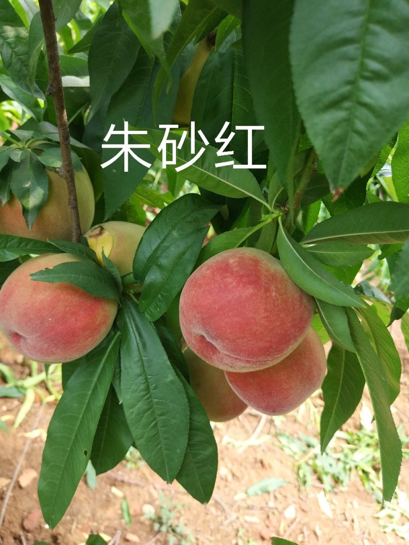 桐柏朱砂红桃苗品种纯正，苗圃直销包邮
