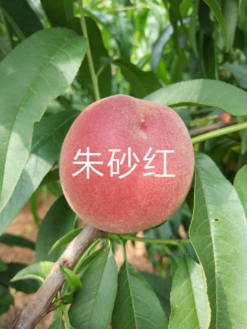 桐柏朱砂红桃苗品种纯正，苗圃直销包邮