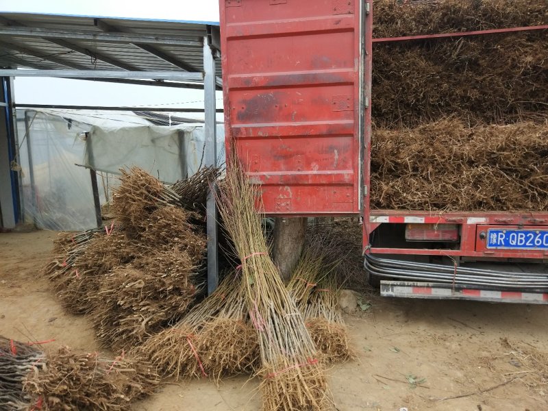 桐柏朱砂红桃苗品种纯正，苗圃直销包邮