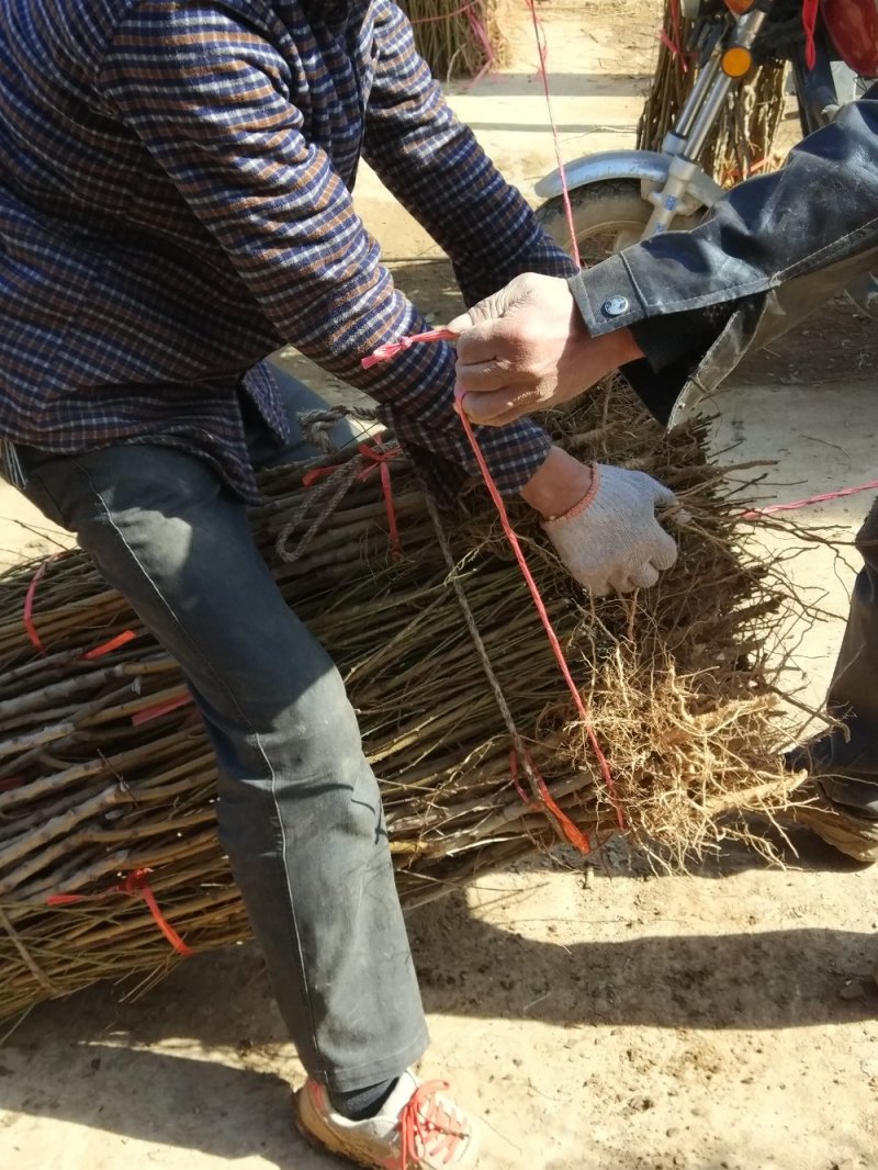 桐柏朱砂红桃苗品种纯正，苗圃直销包邮