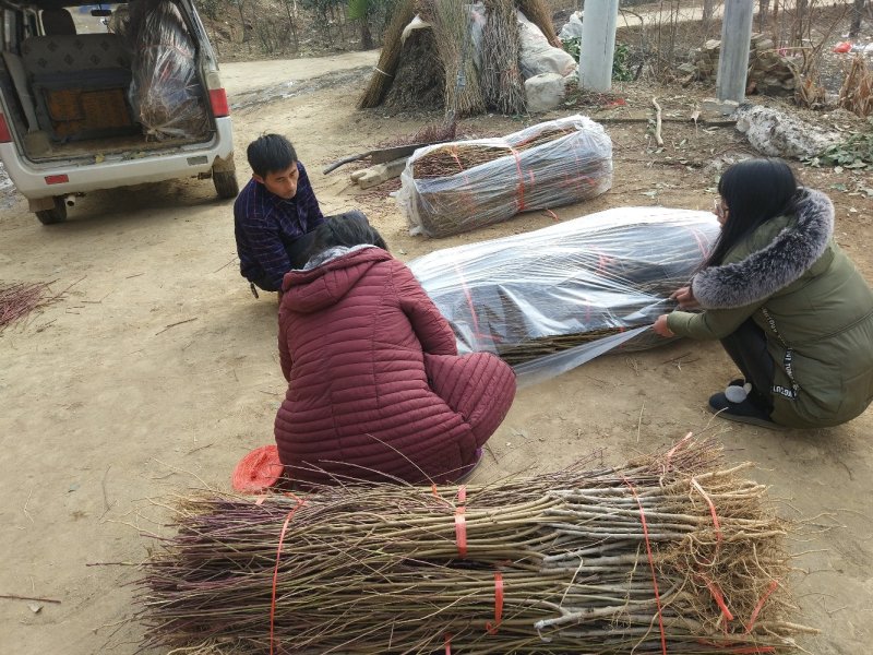 桐柏朱砂红桃苗品种纯正，苗圃直销包邮