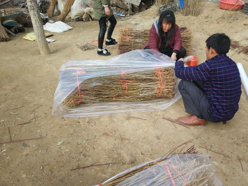 桐柏朱砂红桃苗品种纯正，苗圃直销包邮
