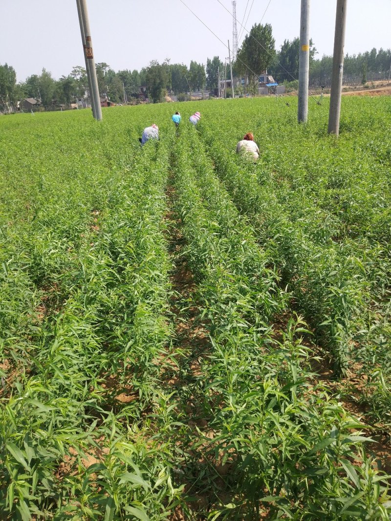 桐柏朱砂红桃苗品种纯正，苗圃直销包邮