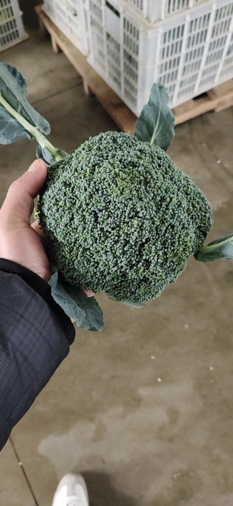 耐寒优秀西兰花一级精品商超供诚信为本，产地直发！