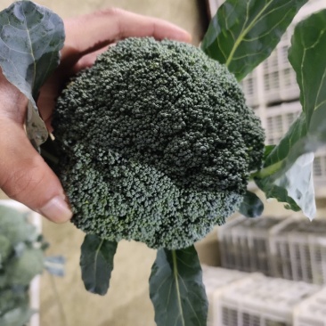 耐寒优秀西兰花一级精品商超供诚信为本，产地直发！