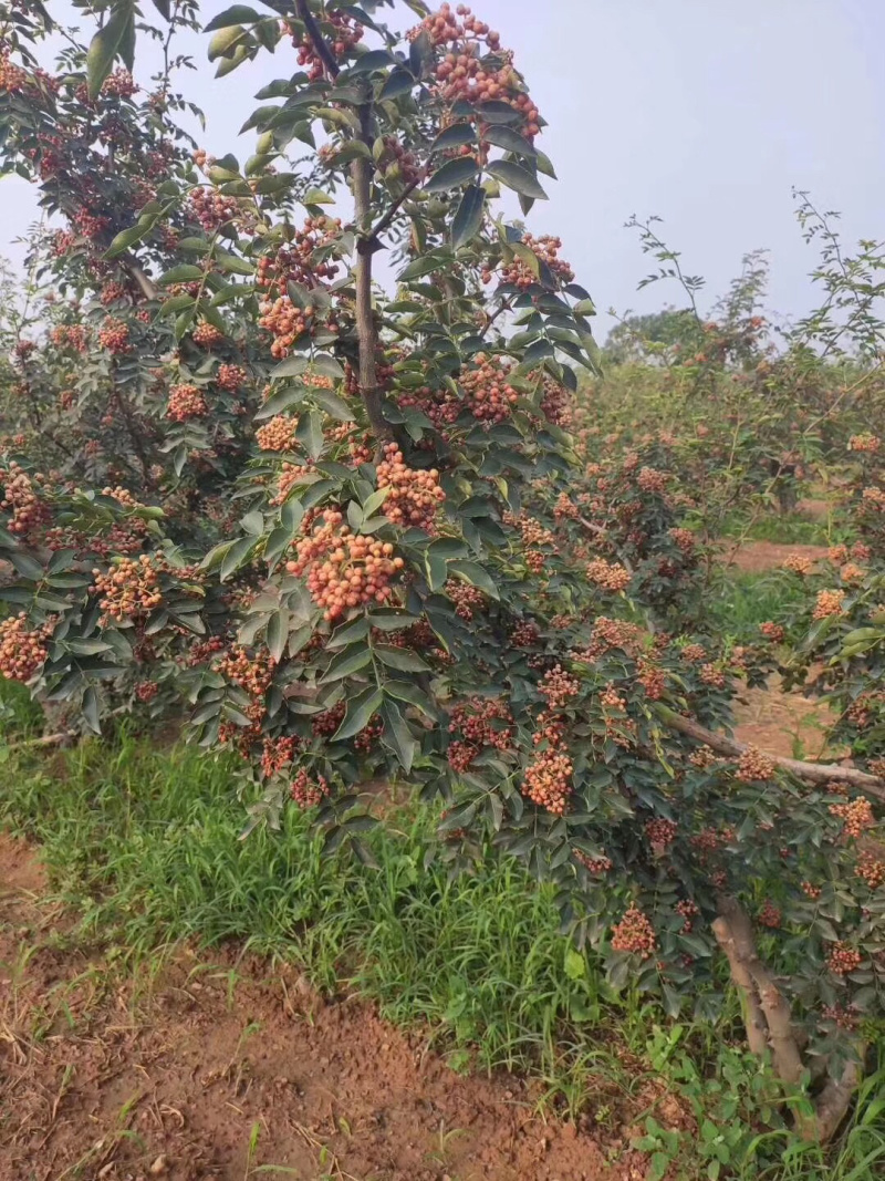 二年花椒苗0.8~1.5cm80cm以上基地～大量批发