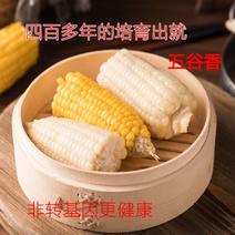 广东新鲜水果玉米电商一件全国新鲜玉米