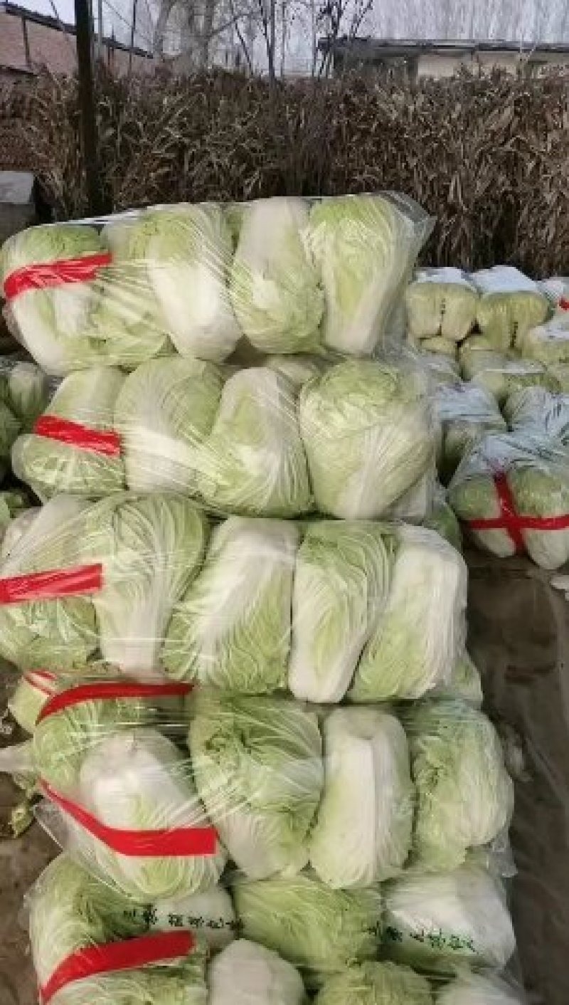 山东聊城万亩蔬菜基地大白101菜上市中急需客户前来收购