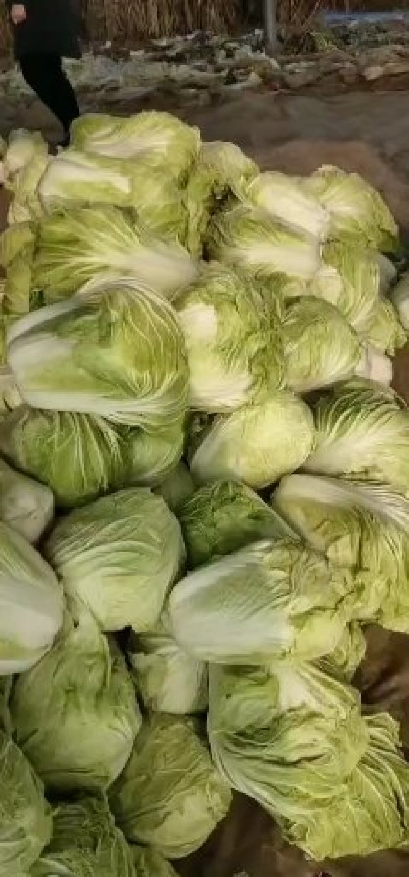 山东聊城万亩蔬菜基地大白101菜上市中急需客户前来收购