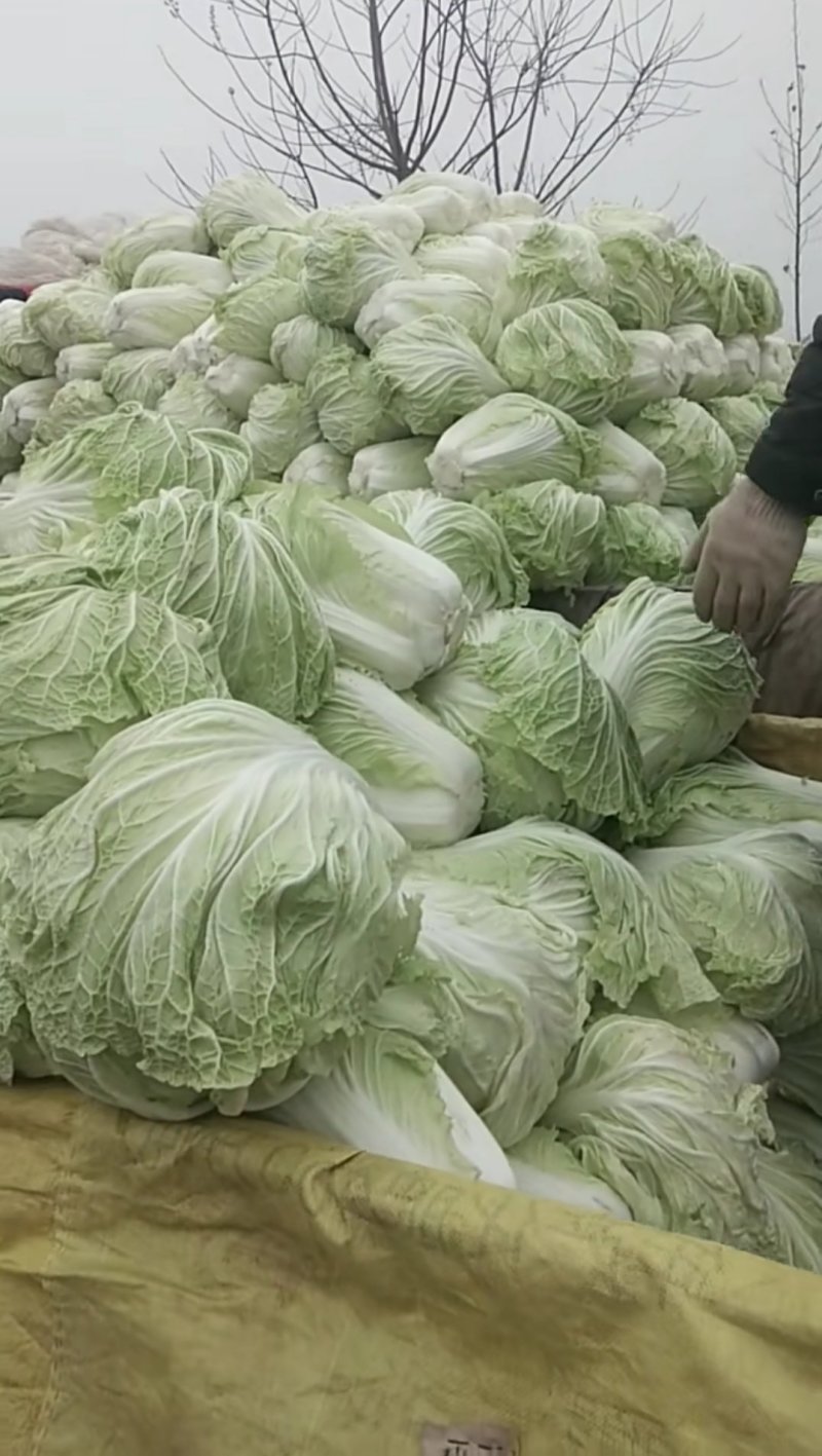 山东聊城万亩蔬菜基地大白101菜上市中急需客户前来收购