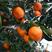 明日见柑橘苗，糖度高，易薄皮，无核产量高，好管理。