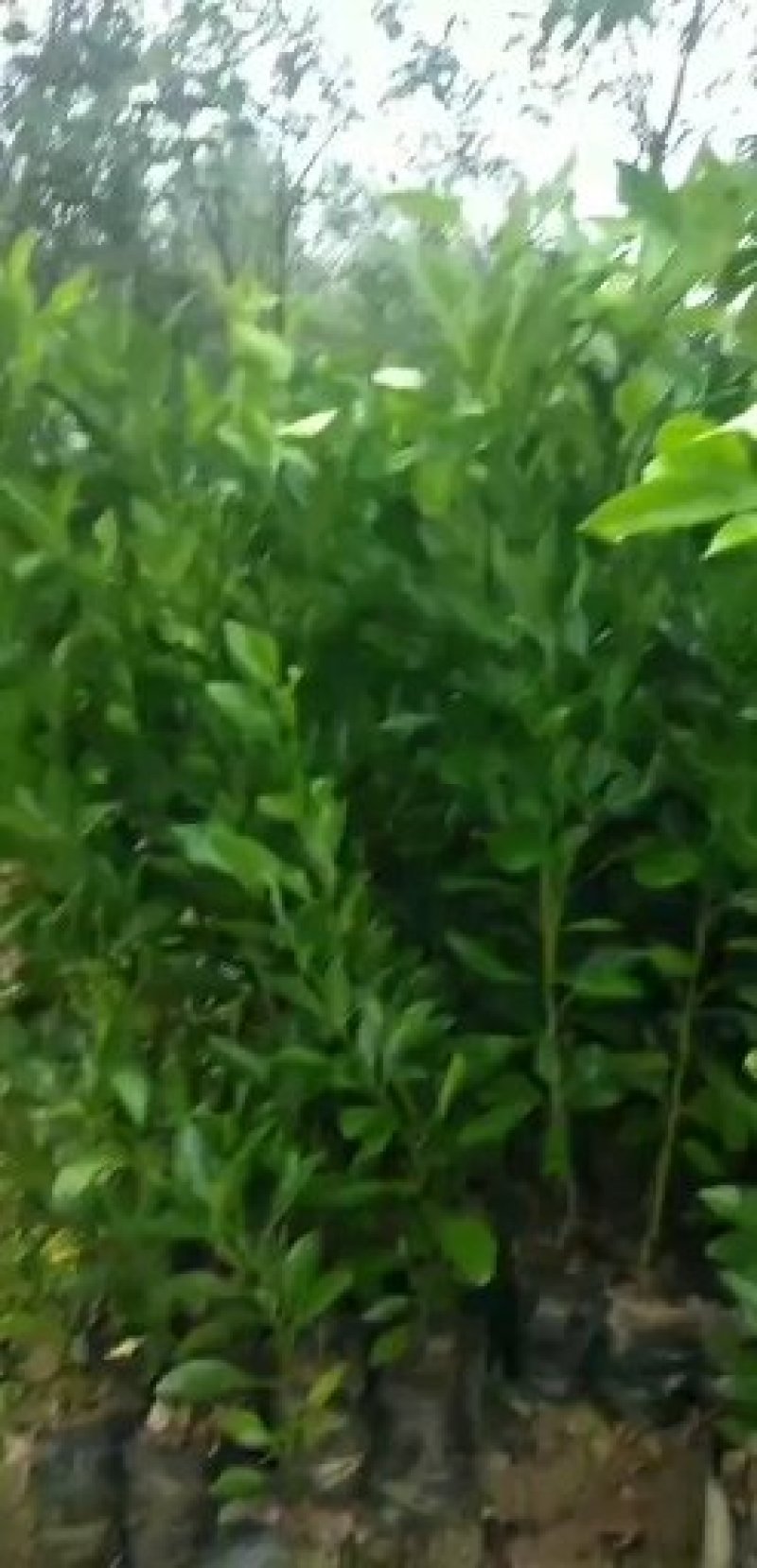 甘平柑橘苗，晚熟，糖度高，易薄皮，大果形，丰产量好。