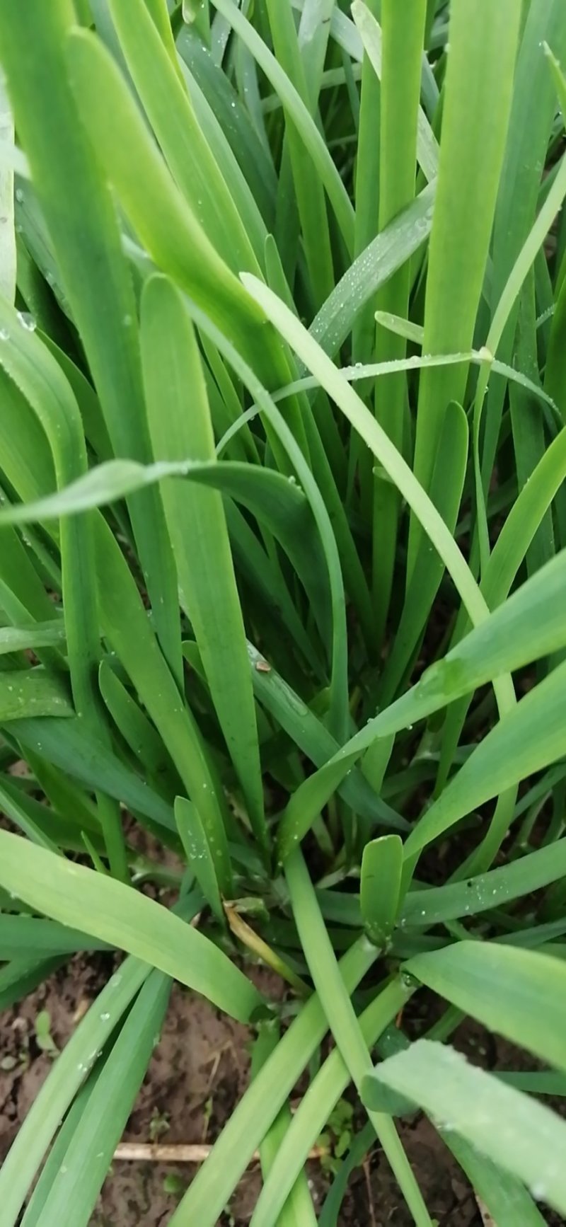 大棚韭菜