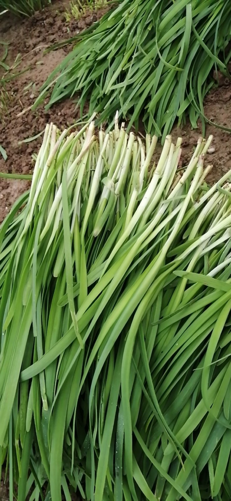 大棚韭菜