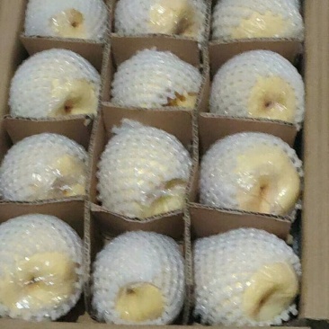 冷库红香酥，酥梨，密梨，贡梨，大量供应中，全国优质农产品