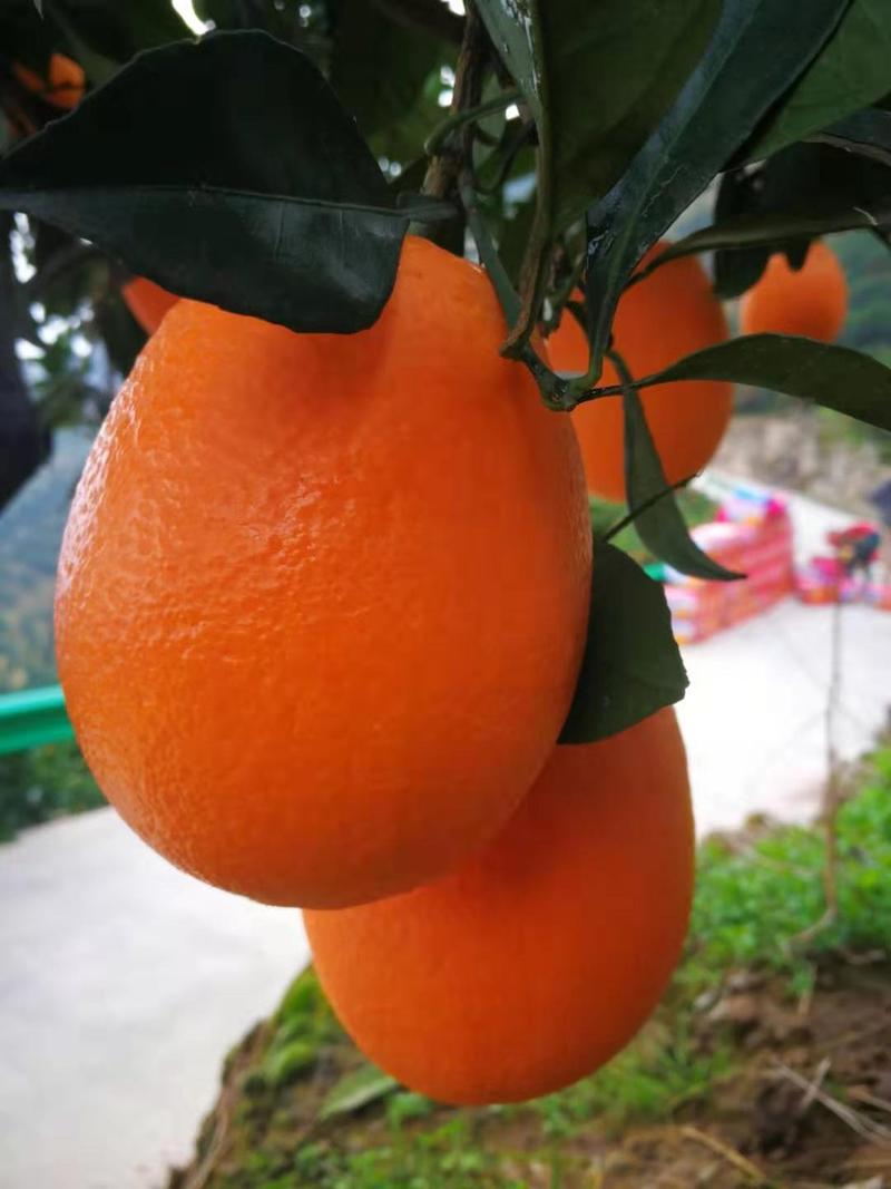 纽荷尔橙长虹脐橙挂树鲜橙基地果园看货现摘