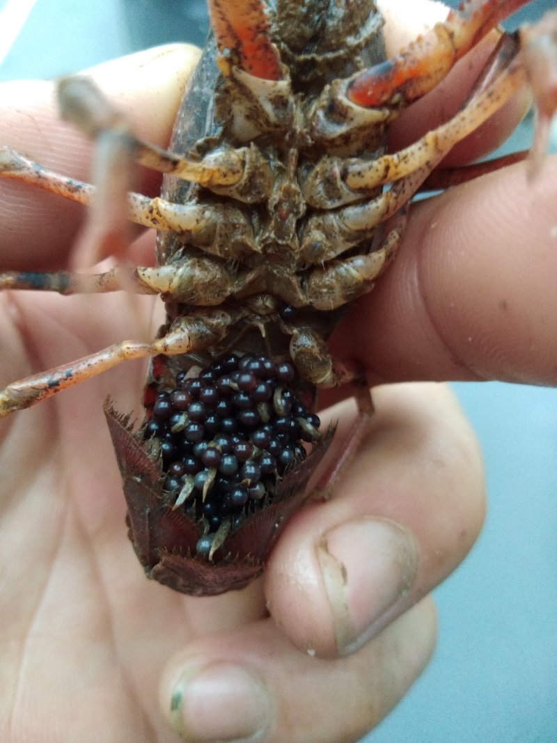 种虾～自己繁殖虾苗成活率高.不在需要买昂贵的虾苗.