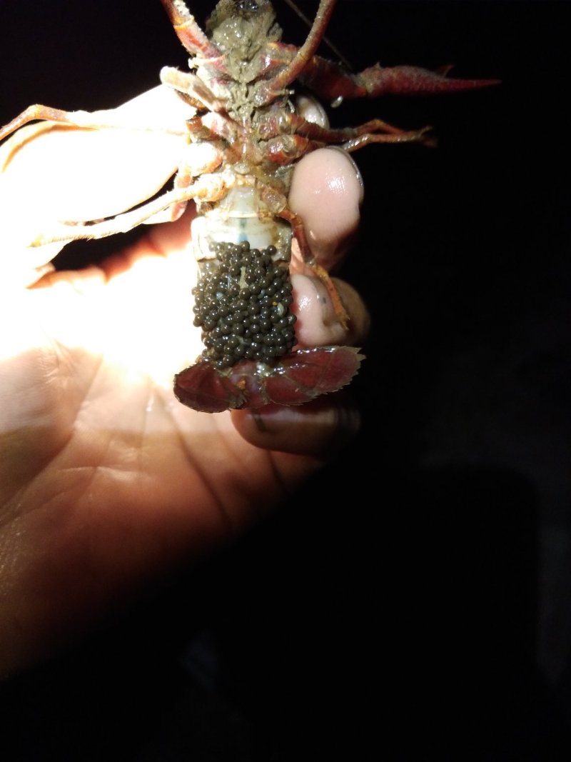 种虾～自己繁殖虾苗成活率高.不在需要买昂贵的虾苗.