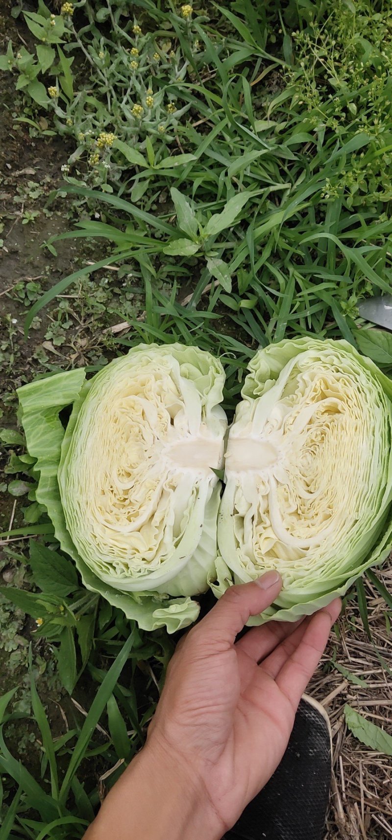 精品厚叶寒将军上市了