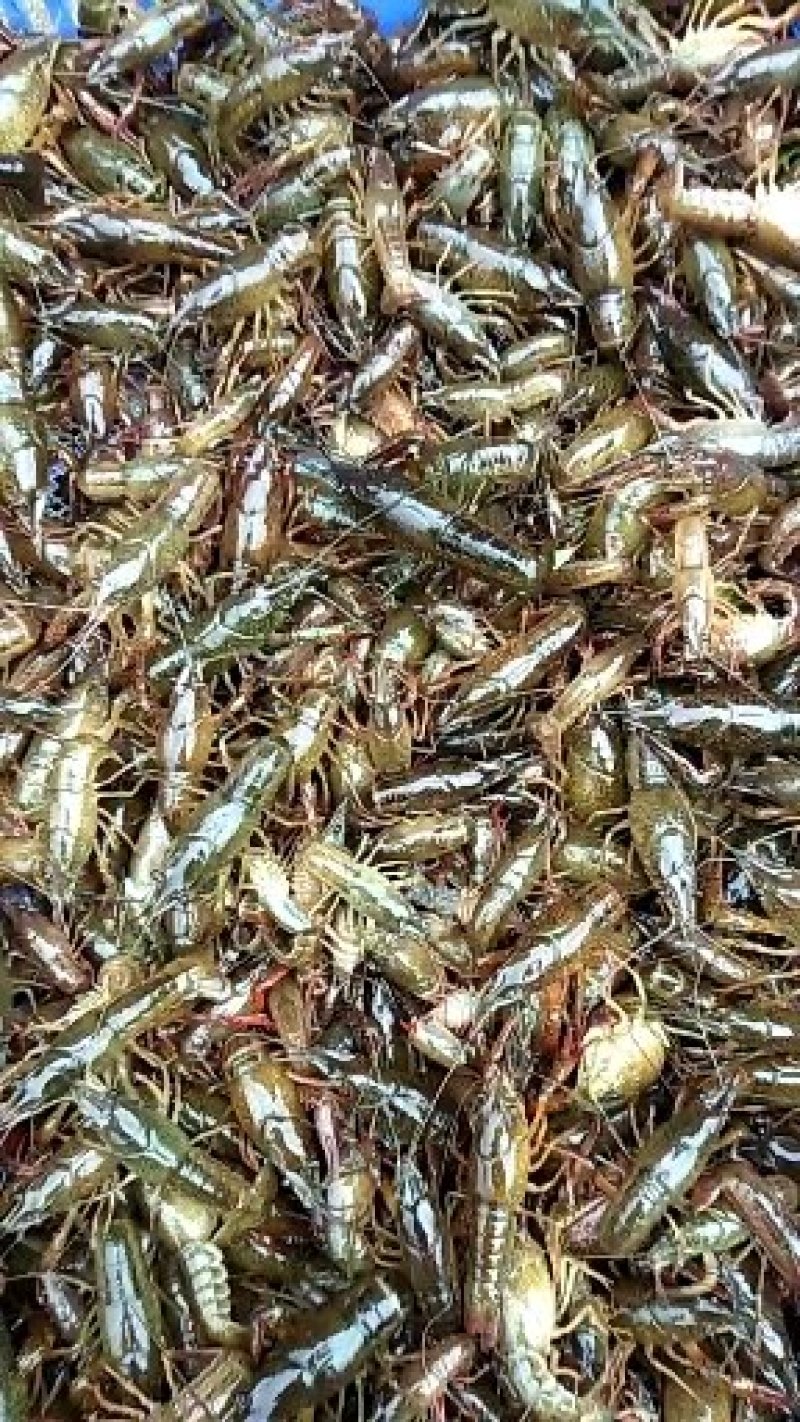 广西小龙虾虾苗.青虾苗活越度好成活率高.开始预定