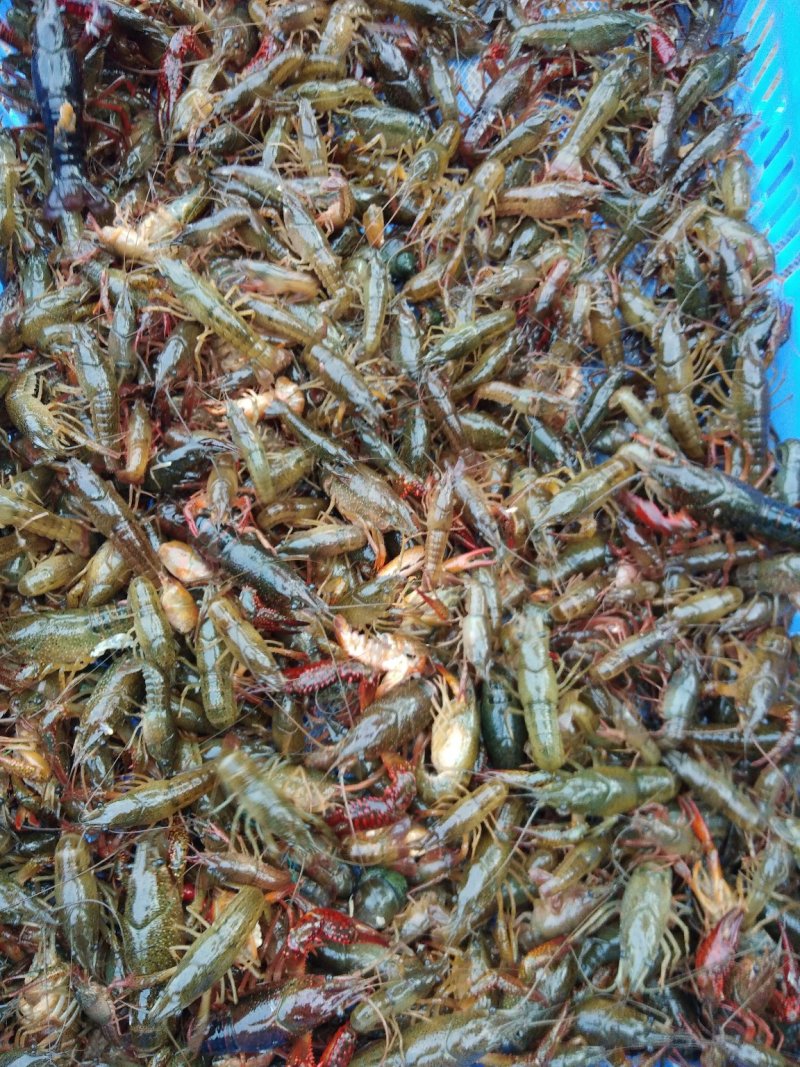 广西小龙虾虾苗.青虾苗活越度好成活率高.开始预定