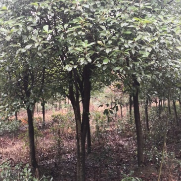 独杆红叶石楠树