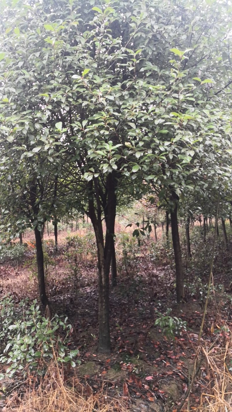 独杆红叶石楠树