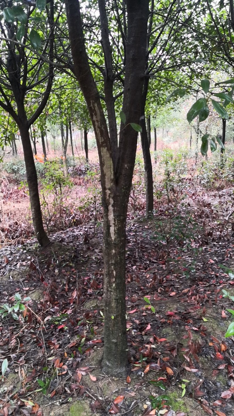 独杆红叶石楠树