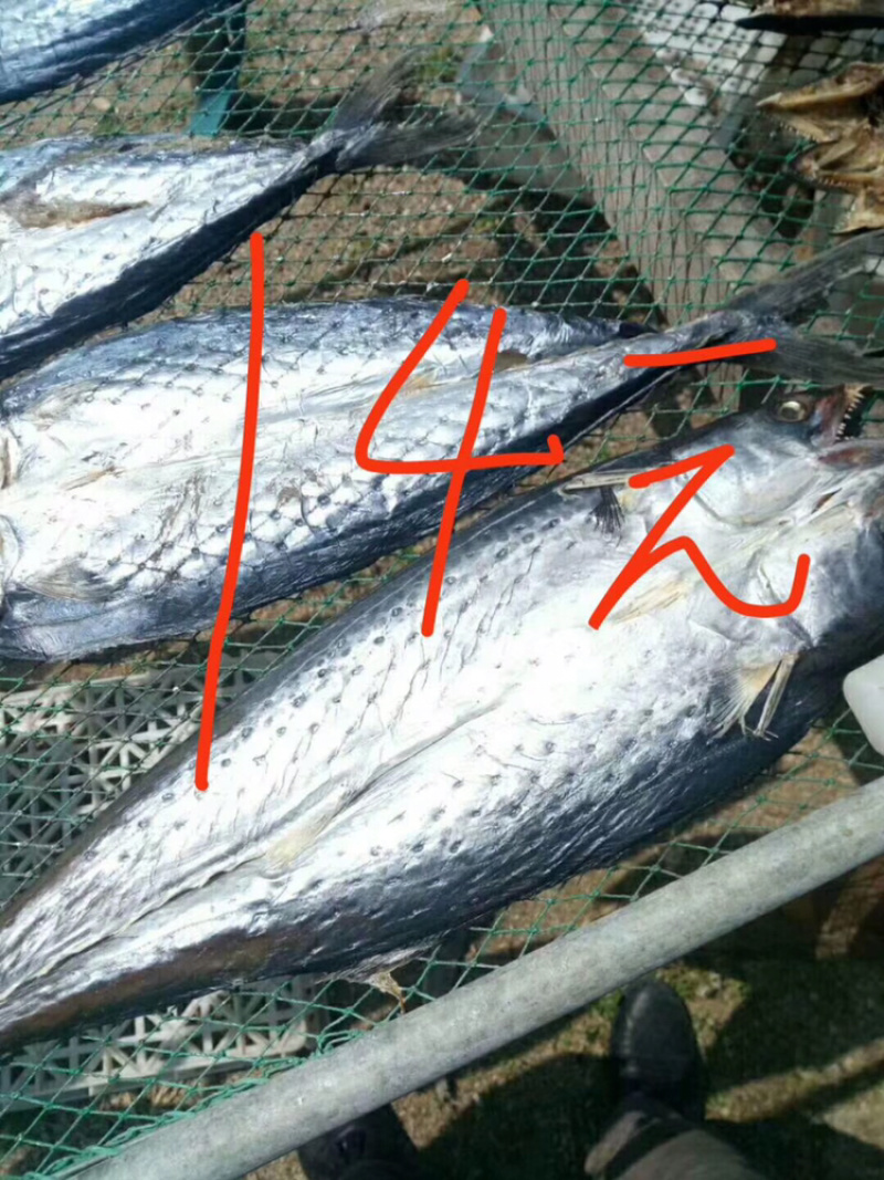 鲅鱼干渤海鲅鱼干正宗的鲅鱼干