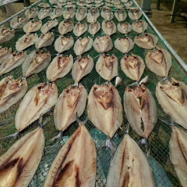 鲅鱼干渤海鲅鱼干正宗的鲅鱼干