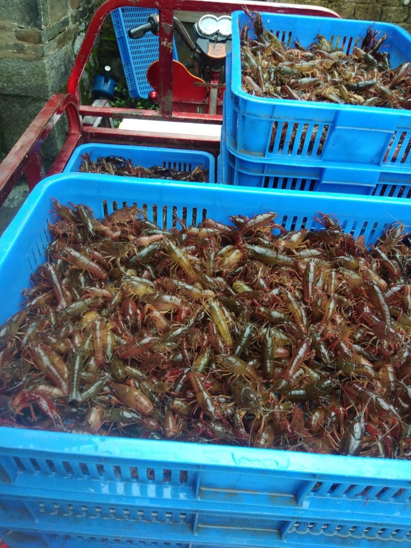 广西塘口虾苗活越度好耐运输