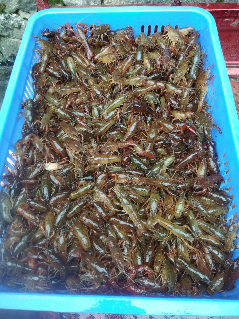广西塘口虾苗活越度好耐运输