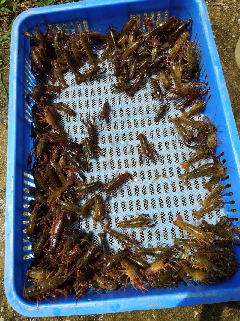 广西塘口虾苗活越度好耐运输