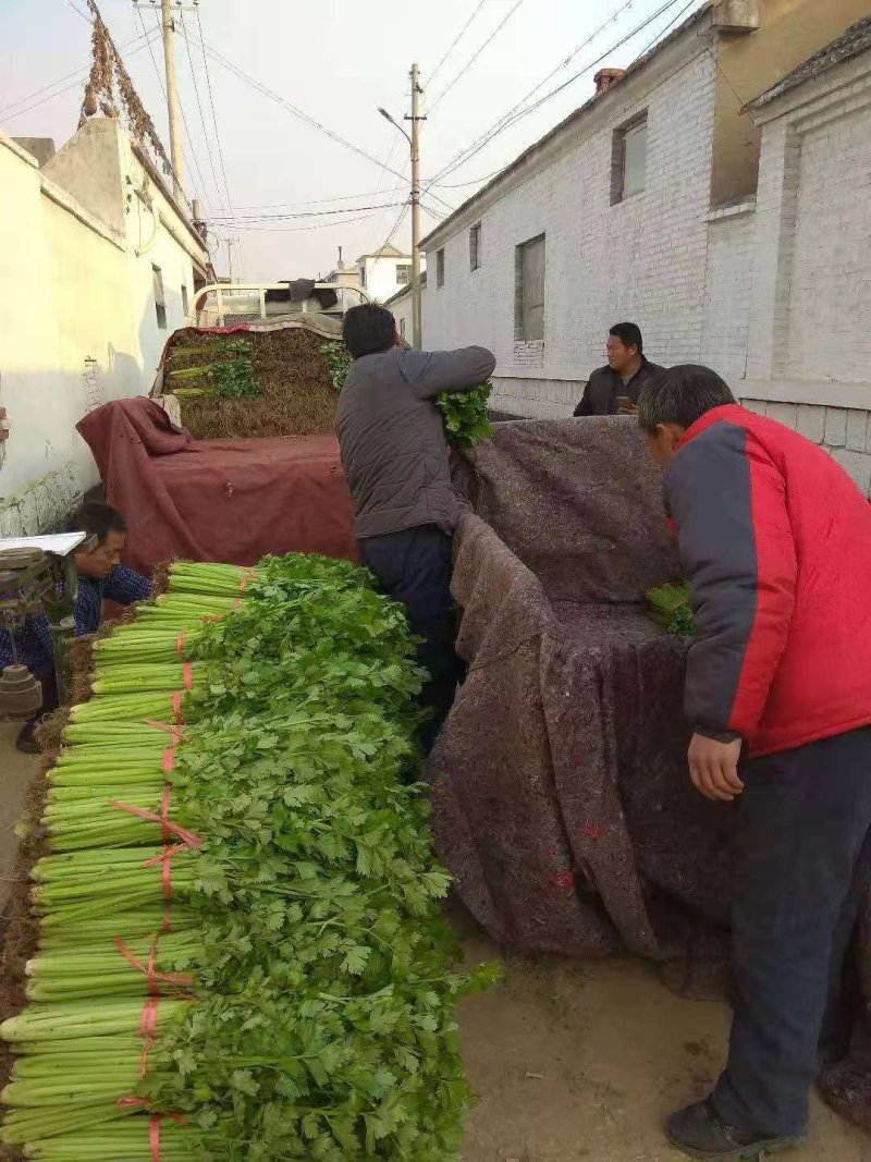 季节热销，精品铁杆青，美国西芹芹菜上市中，色着鲜亮，