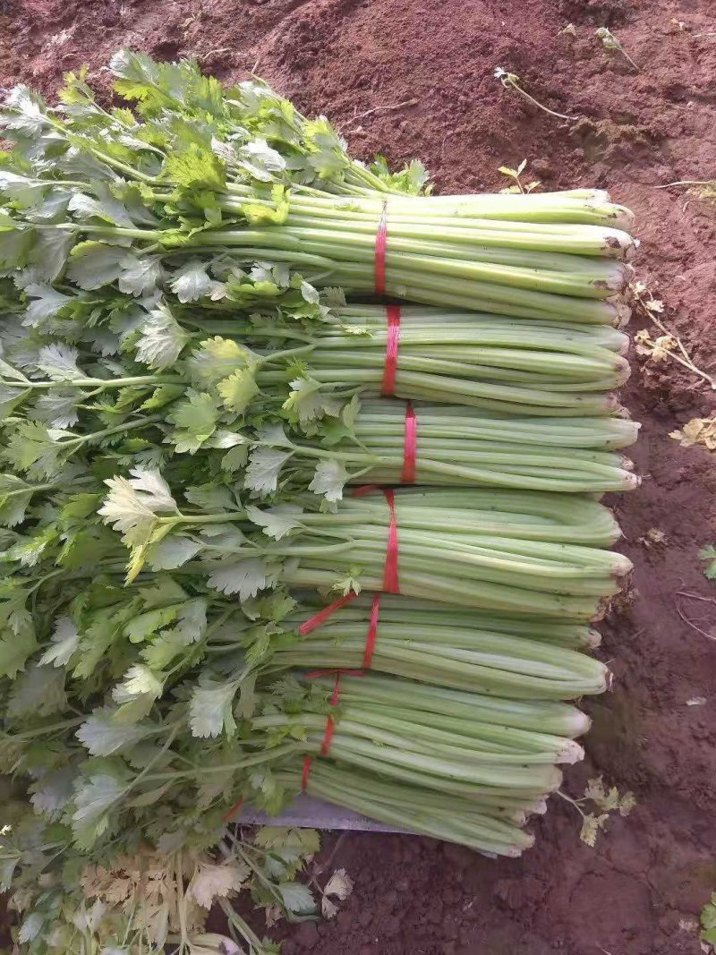 季节热销，精品铁杆青，美国西芹芹菜上市中，色着鲜亮，