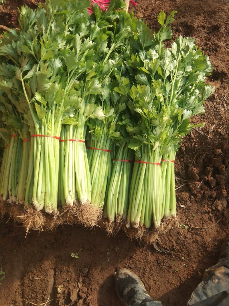 季节热销，精品铁杆青，美国西芹芹菜上市中，色着鲜亮，